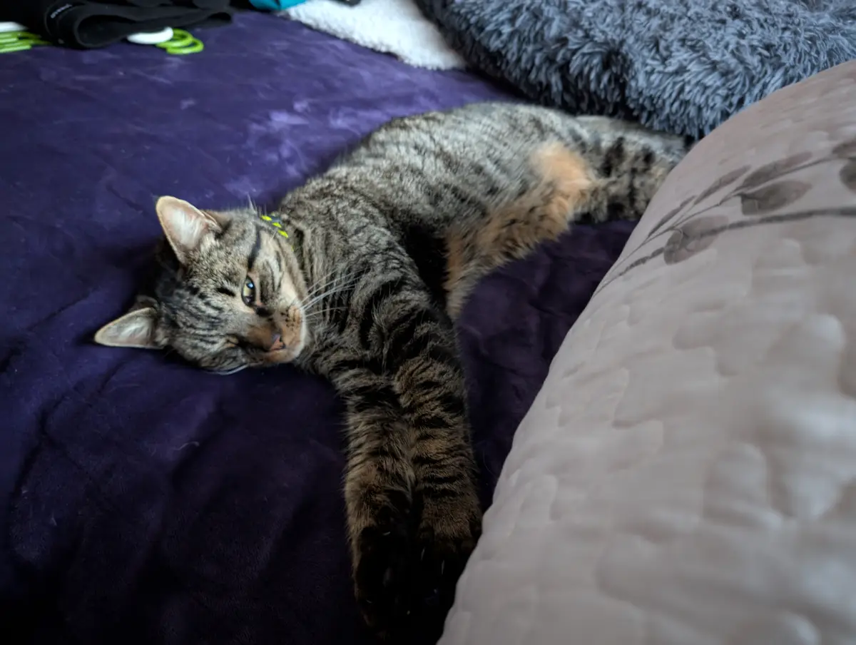 A tabby cat with dark stripes and a light brown patch on its side is lying stretched out on a purple bedspread, one eye open…