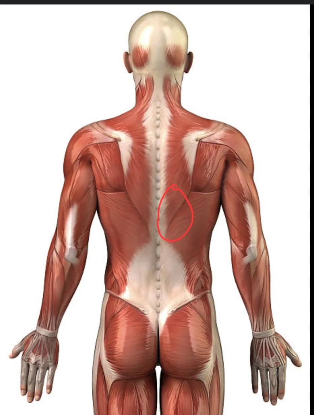a medical illustration of a human back showing muscles and spine, with a red circle highlighting a specific muscle group on…