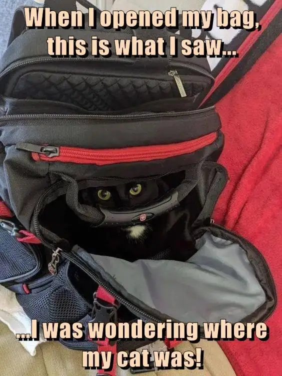 A black cat with bright yellow eyes peeks out from inside an open black and red backpack. The text overlaid on the image…