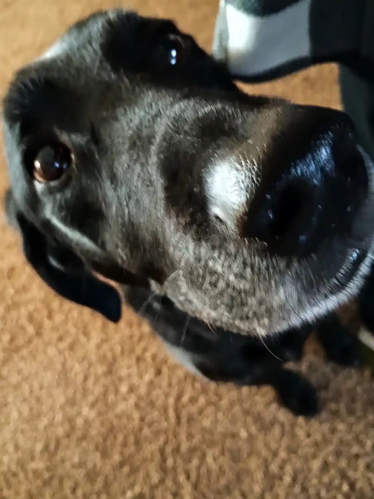 A close-up, high-angle shot of a black and gray dog looking up at the camera with large, pleading eyes, its nose and…