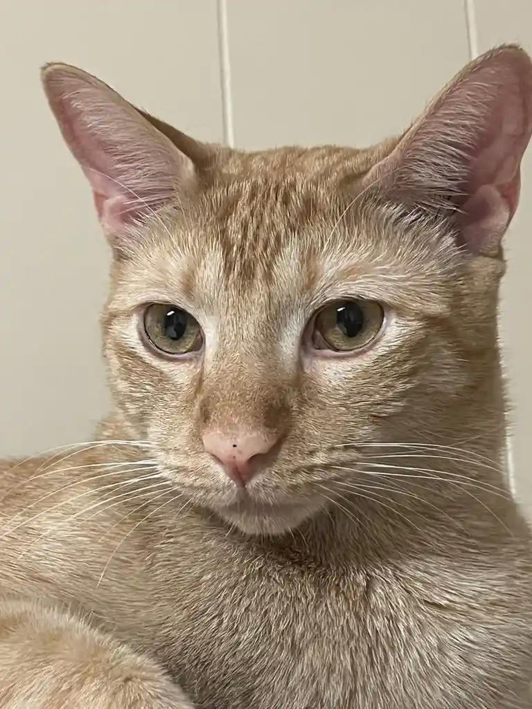 You've seen him running in his wheel, now meet the adorable Kirby!