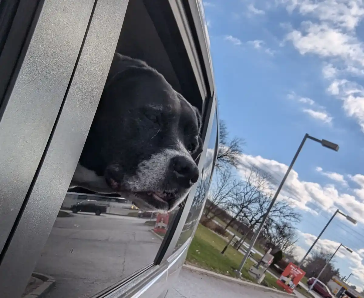 A black dog with a grey muzzle sticks its head out of a car window, eyes half-closed in apparent relaxation or sleep, as the…
