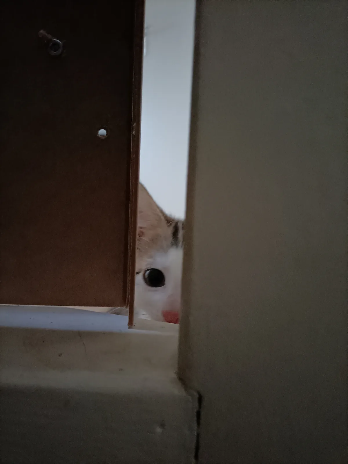 A small white and ginger kitten peeks cautiously through a narrow gap in a brown door, its large dark eye and pink nose…