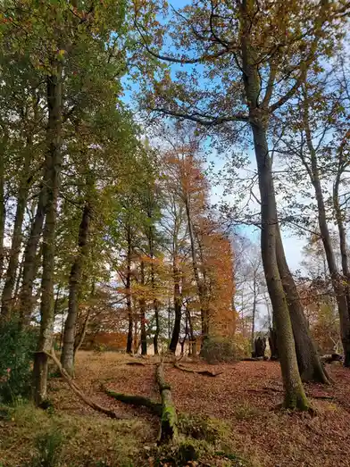 A serene autumn forest with tall trees displaying green, yellow, and orange leaves against a blue sky, a forest floor…