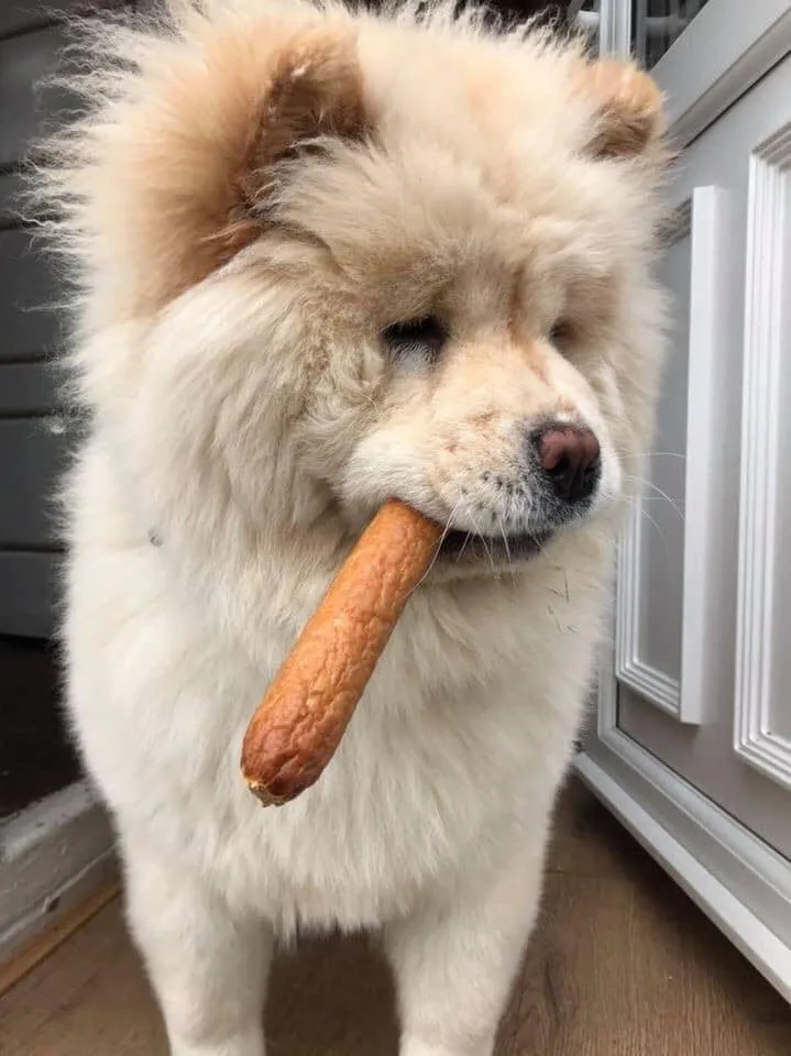 A fluffy, light-colored Chow Chow dog stands indoors holding a sausage in its mouth, looking slightly smug or unimpressed…