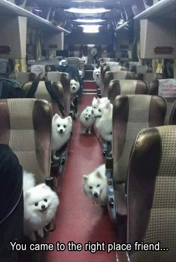 The image shows the interior of a bus with rows of seats, all occupied by small, fluffy white dogs, mostly Samoyeds, sitting…