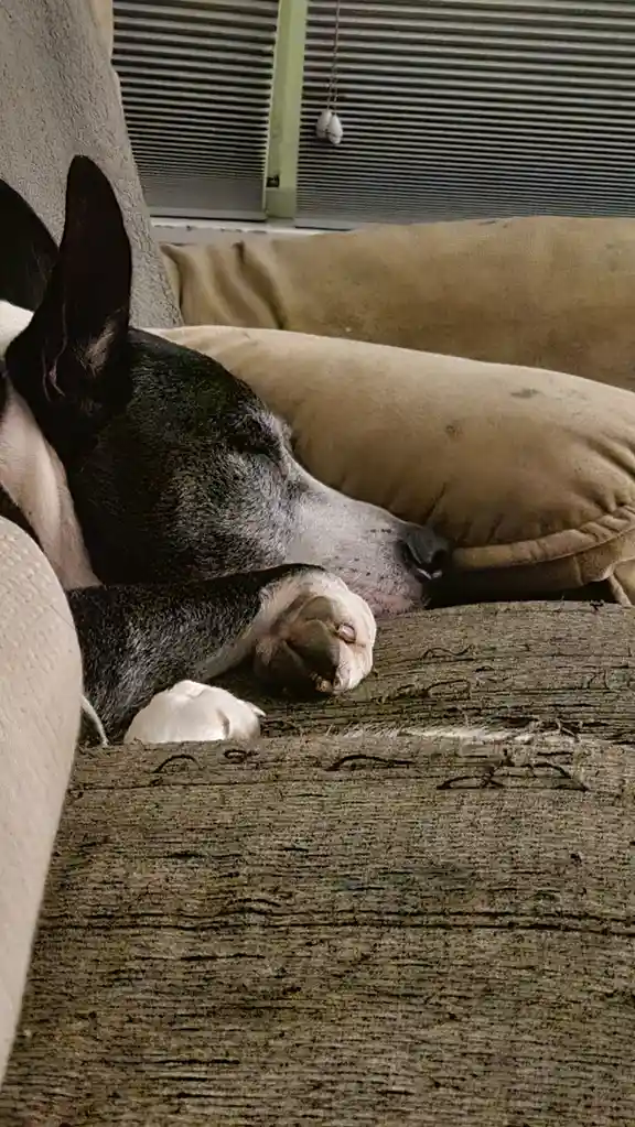 A black and white dog with pointed ears is sleeping peacefully on a worn beige couch, its head resting on a cushion and one…