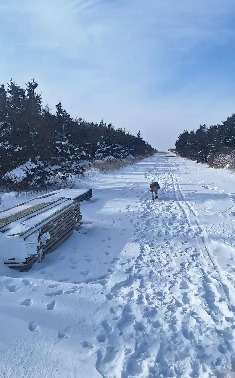 A dog wearing a blue jacket and black booties walks away down a snowy path flanked by snow-covered evergreen trees. To the…