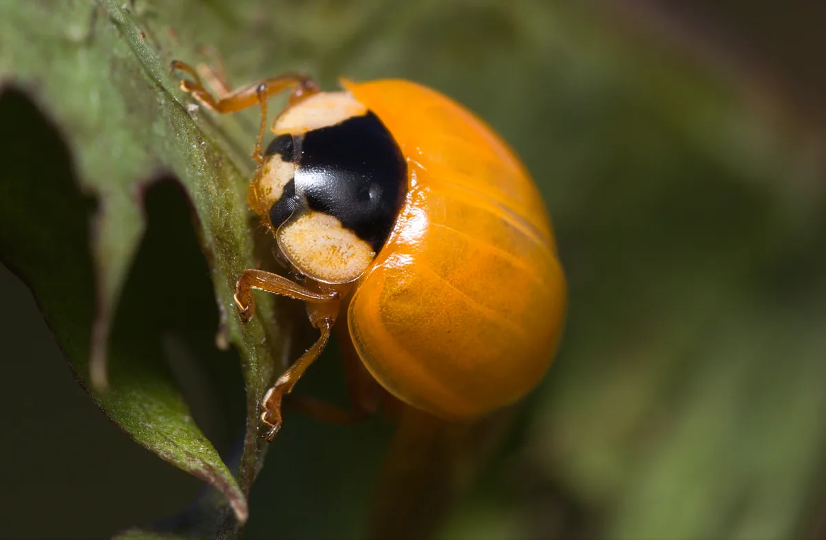 A close-up photo shows a bright orange ladybug with a black head and cream-colored markings clinging to a green leaf. The…