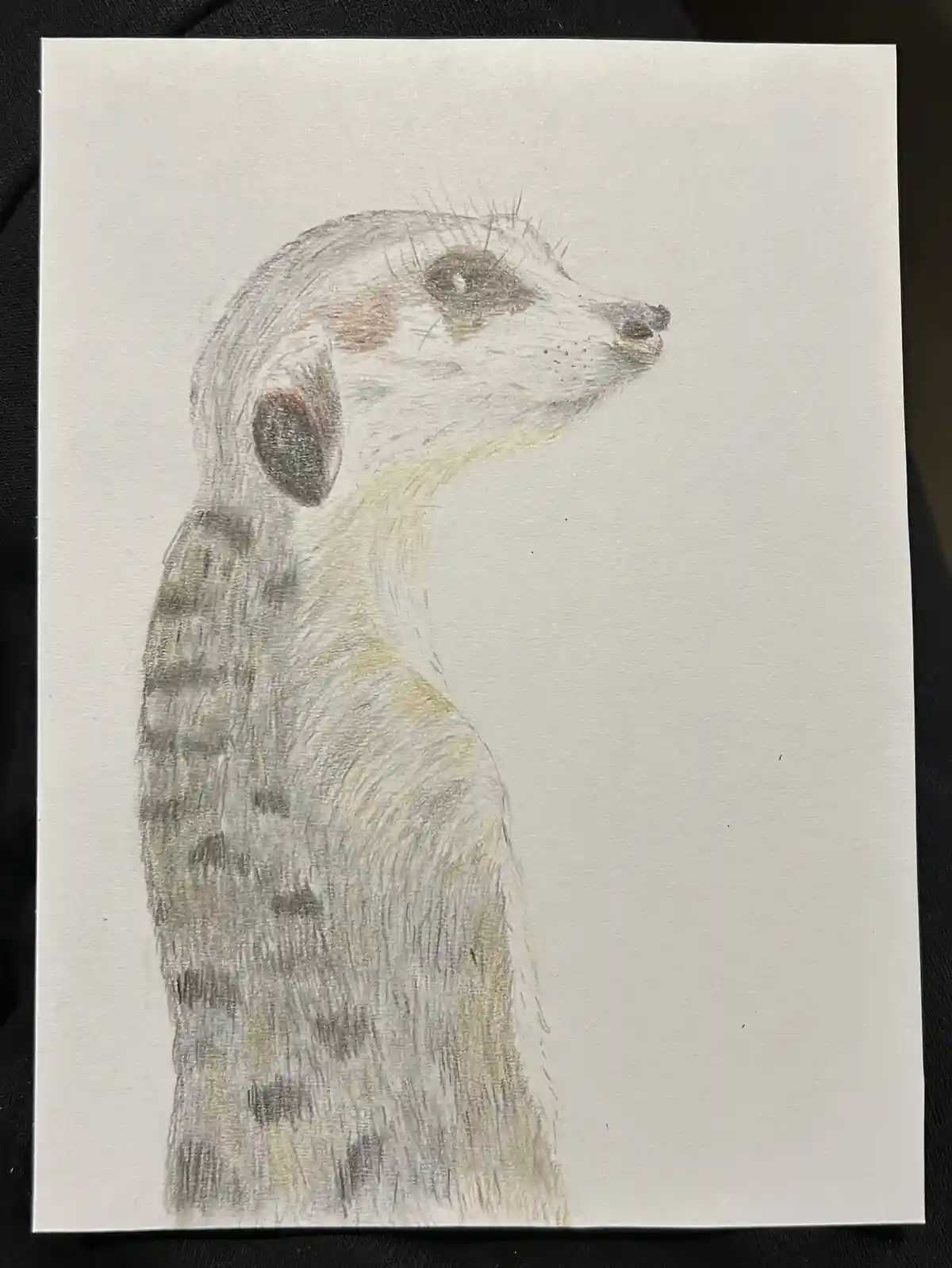 A colored pencil drawing of a meerkat in profile, looking upward, with text overlaid that reads 'i'm not a meerkat, i'm a…