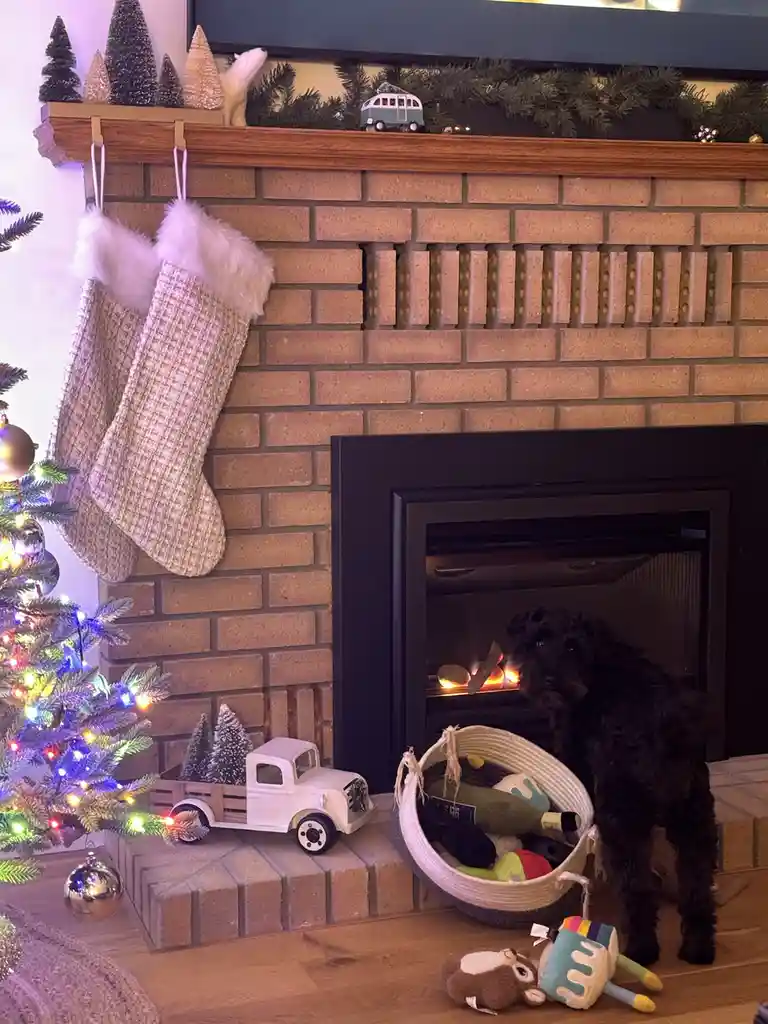 A black, curly-haired dog stands beside a fireplace with a lit fire, looking up with a confused or innocent expression. The…