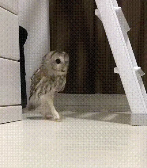 A sequence of six panels shows a small owl walking toward the camera, then suddenly turning and running away. The owl is in…