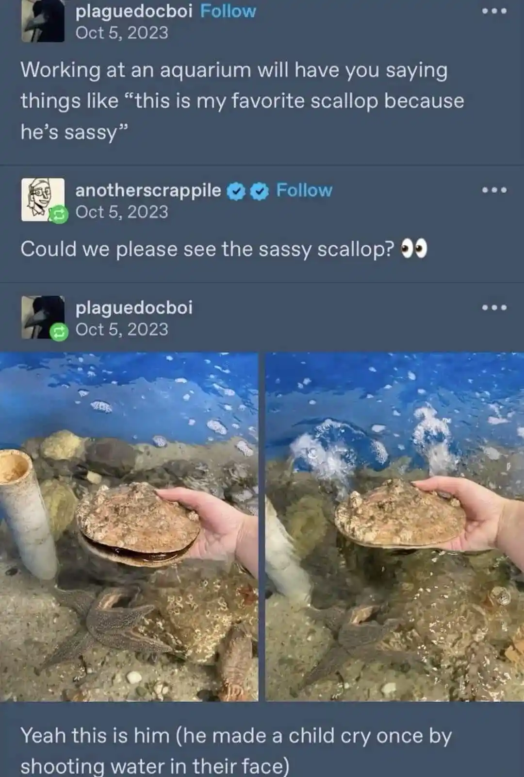 Two side-by-side underwater photos show a hand holding a scallop. In the first, the scallop is closed. In the second, it's…