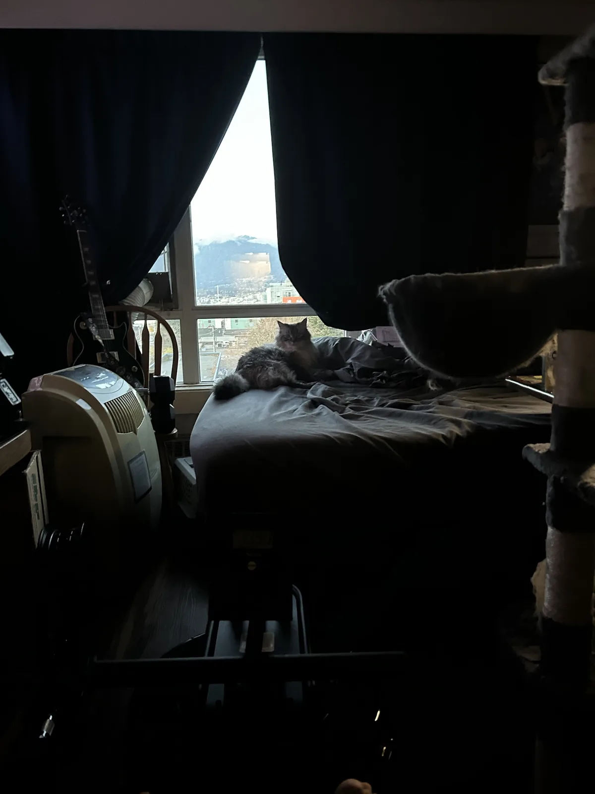 A fluffy gray cat lounges on a bed in a dimly lit room, looking out a window at a cityscape with mountains in the distance…