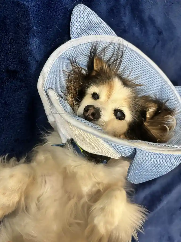 A small, fluffy dog with brown and white fur lies on its back on a blue blanket, wearing a light blue mesh cone collar with…