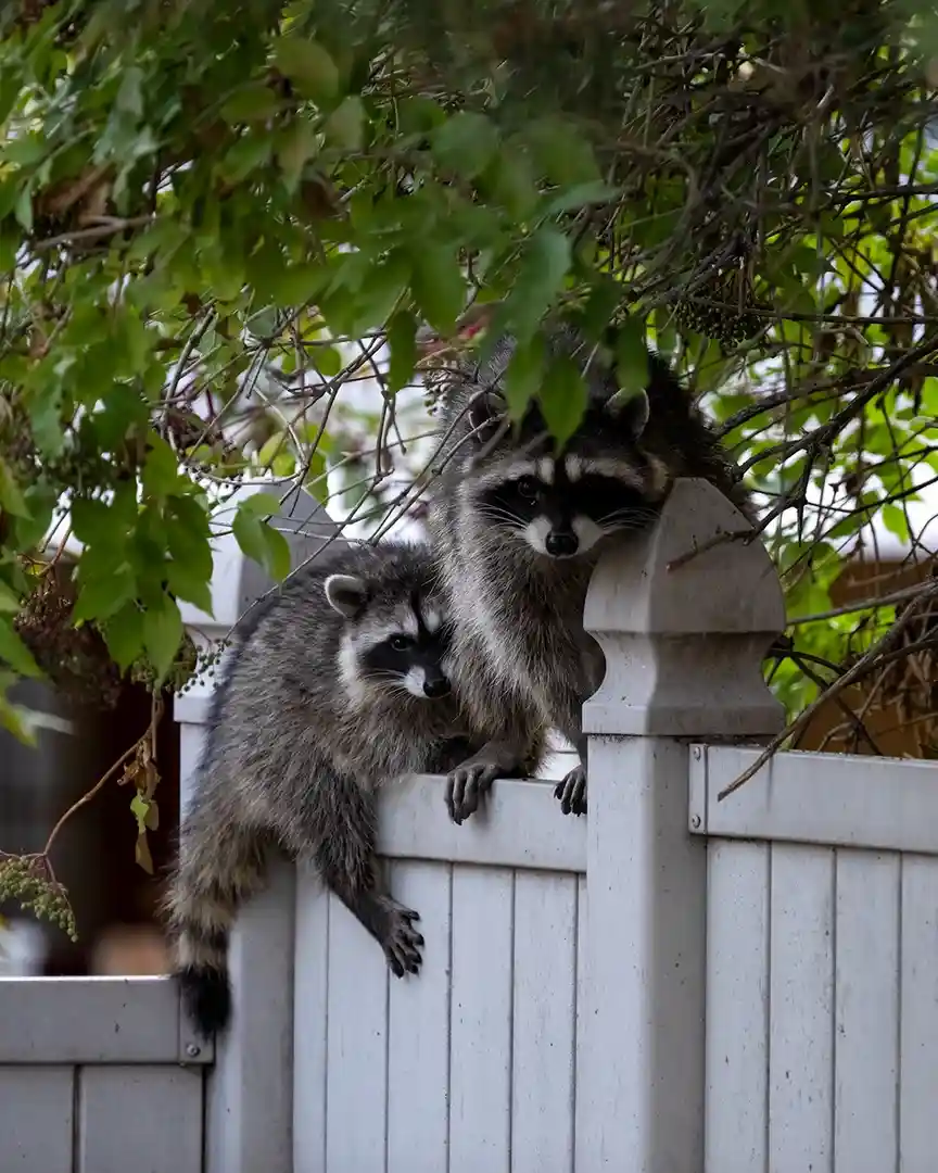Two raccoons are perched on a white wooden fence, partially obscured by green foliage. The larger raccoon sits upright on…