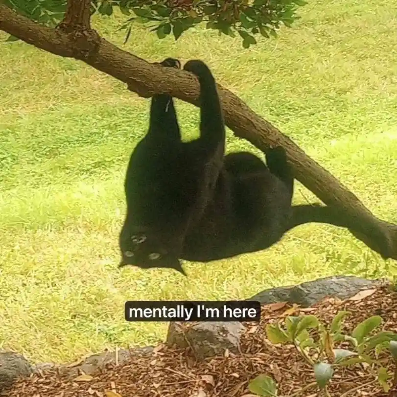 A black cat is hanging upside down from a tree branch with its paws gripping the branch, its body dangling over a grassy…