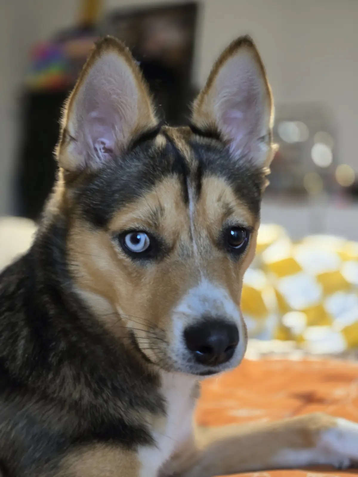 A close-up photo of a dog with one blue eye and one brown eye, looking directly at the camera with a serious expression. The…