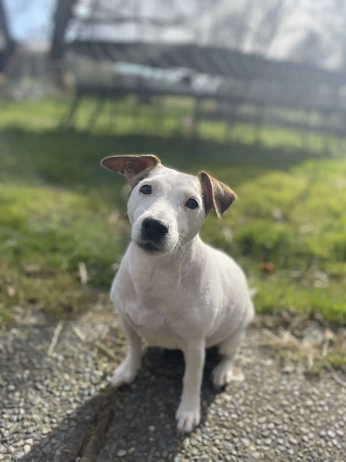 A small white dog with brown ears sits on a gravel path, looking directly at the camera with wide, innocent eyes. The…