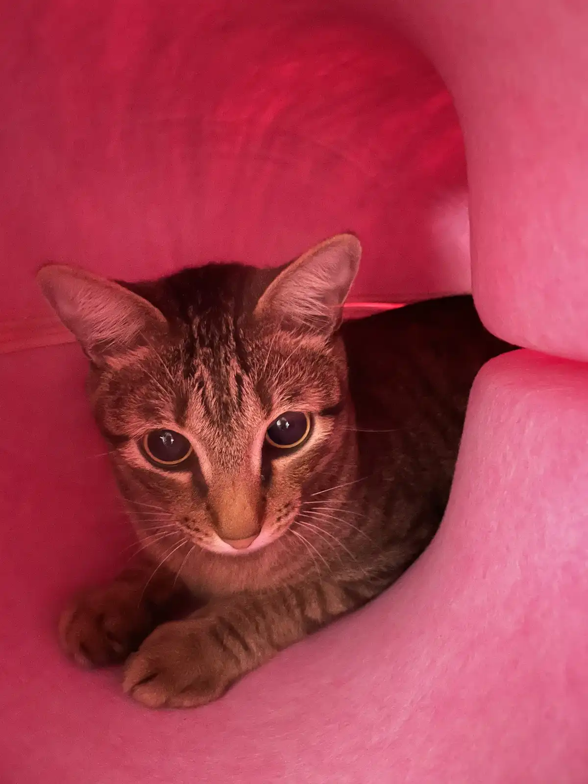 A tabby cat with wide, alert eyes is peeking out from inside a bright pink, soft-textured tunnel or playhouse. The cat's…