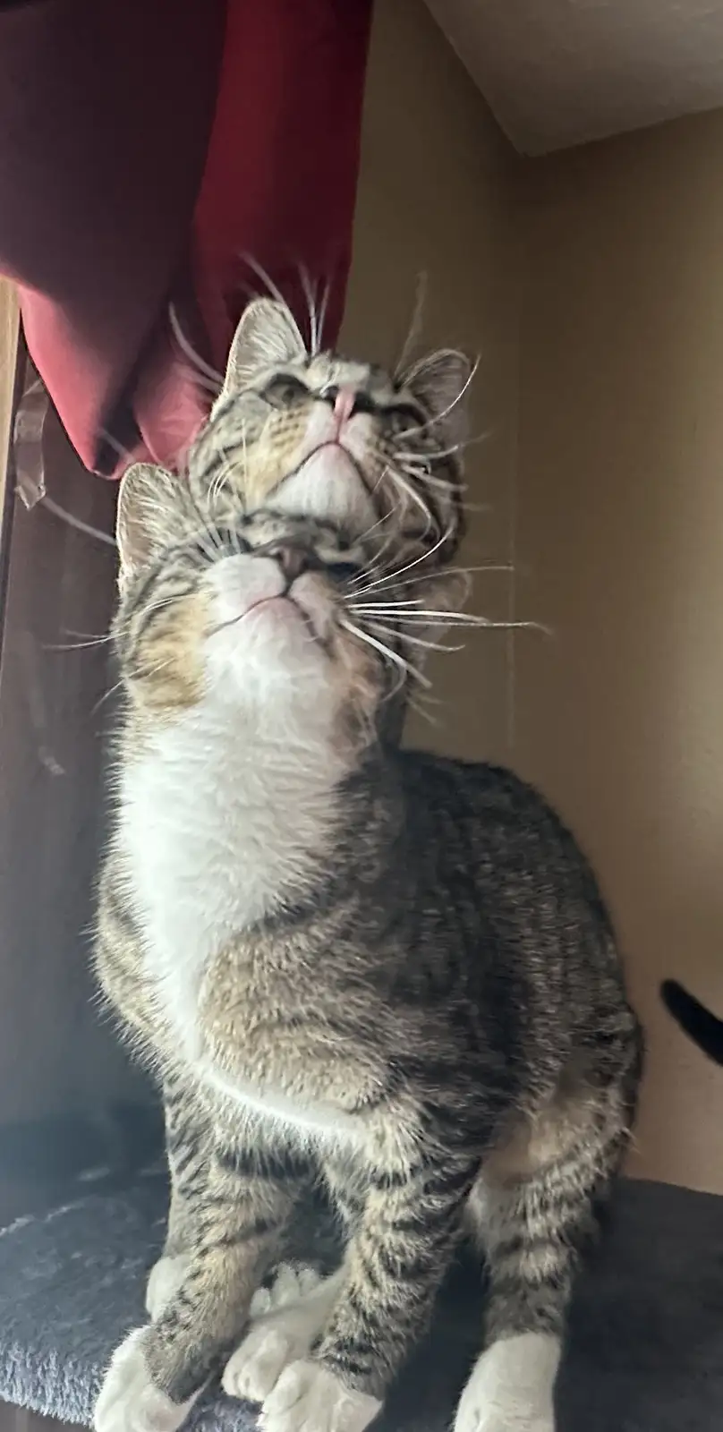 A tabby cat with white markings sits upright on a dark surface, looking upward with its head tilted back and eyes…
