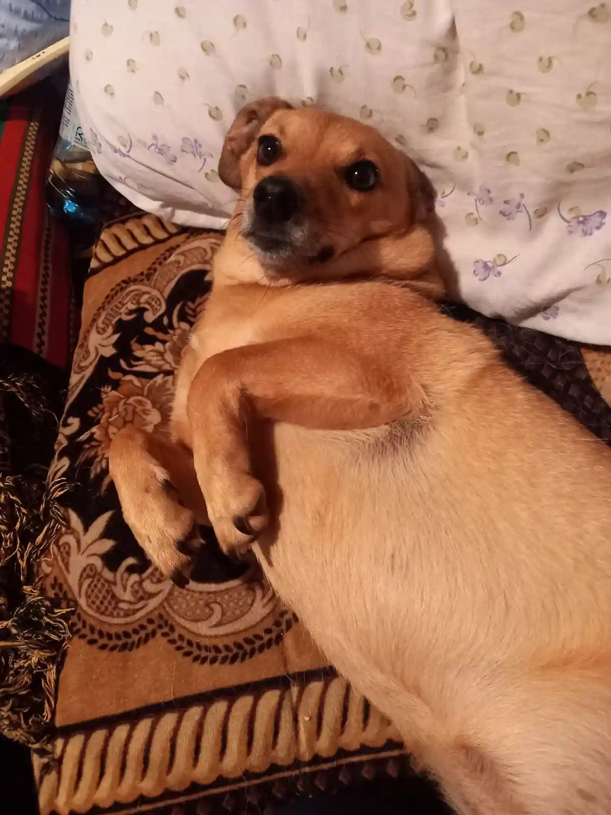 A light brown dog with a graying muzzle lies on its back on a patterned blanket, looking up with wide, innocent eyes. The…