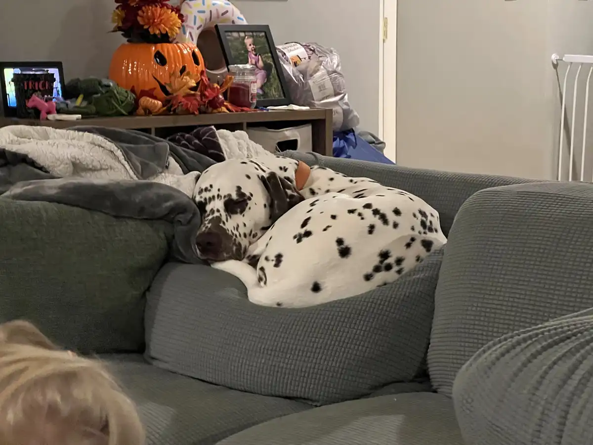 A dalmatian dog is curled up and sleeping soundly on a gray couch, nestled under a blanket. In the background, a shelf holds…