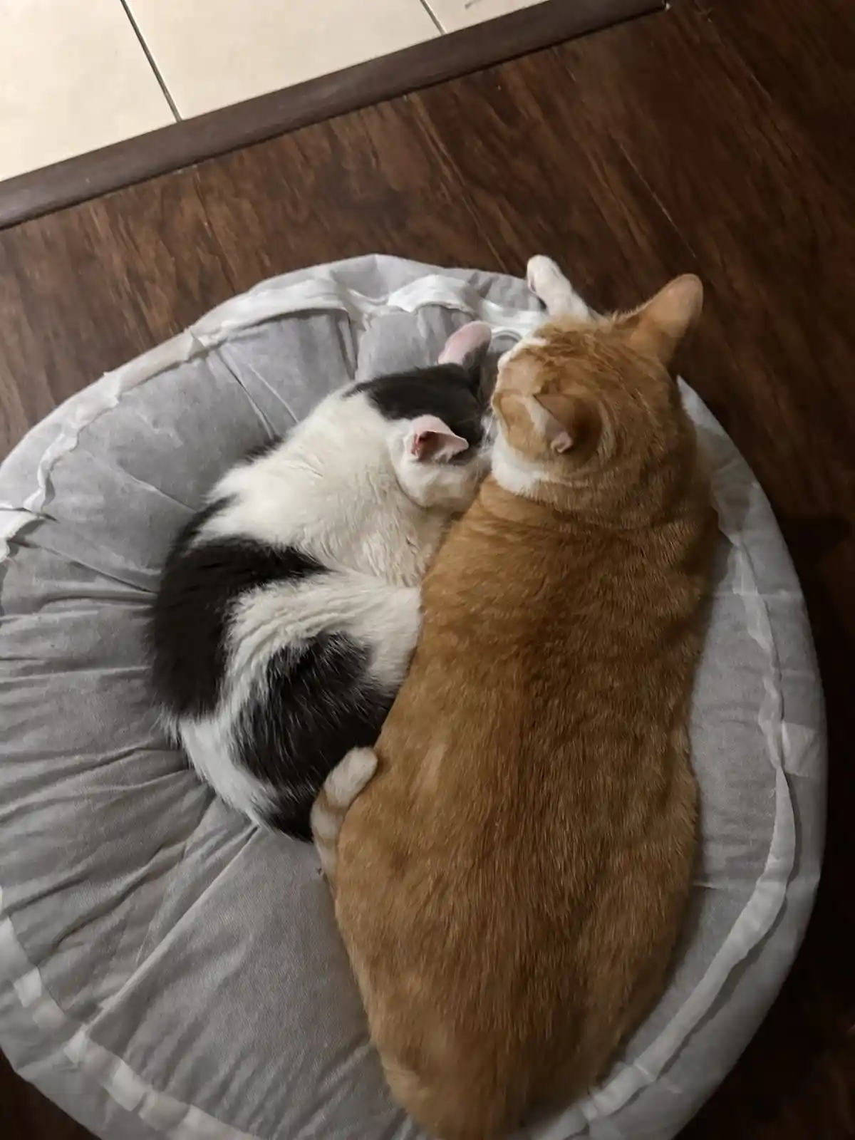 Two cats, one black and white and one orange, are curled up sleeping together in a round gray pet bed on a wooden floor. The…