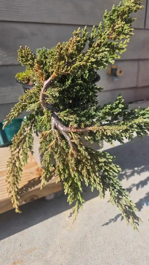 A close-up photo of a potted evergreen shrub with drooping, brownish-green branches, appearing wilted or dead, sitting on a…