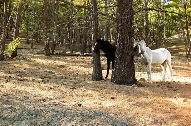 Two horses stand in a pine forest; one black horse hides behind a tree while a white horse stands nearby. The overlaid text…