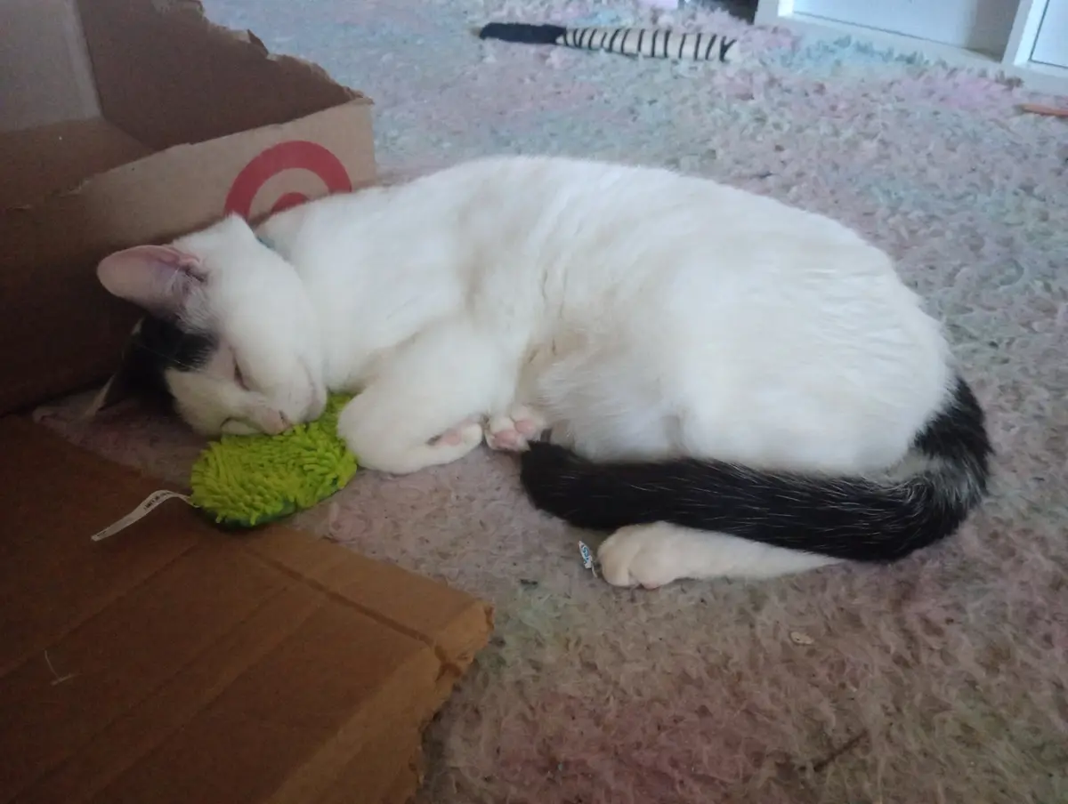 A white cat with a black tail is curled up and sleeping soundly on a pink carpet, its head resting on a green fuzzy toy…