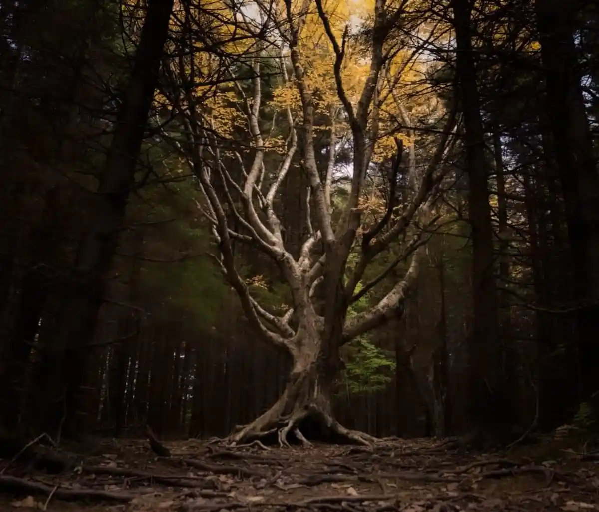 A majestic, ancient tree with sprawling roots and bare branches stands in a dark forest, illuminated by golden autumn leaves…