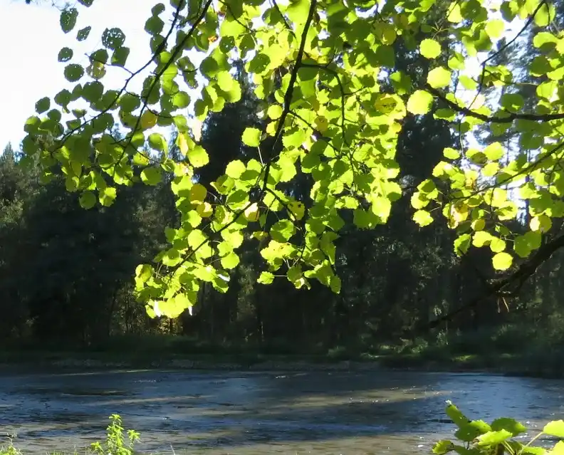 A serene photo of bright green leaves filtering sunlight over a calm river, with dark forest in the background. Overlaid…
