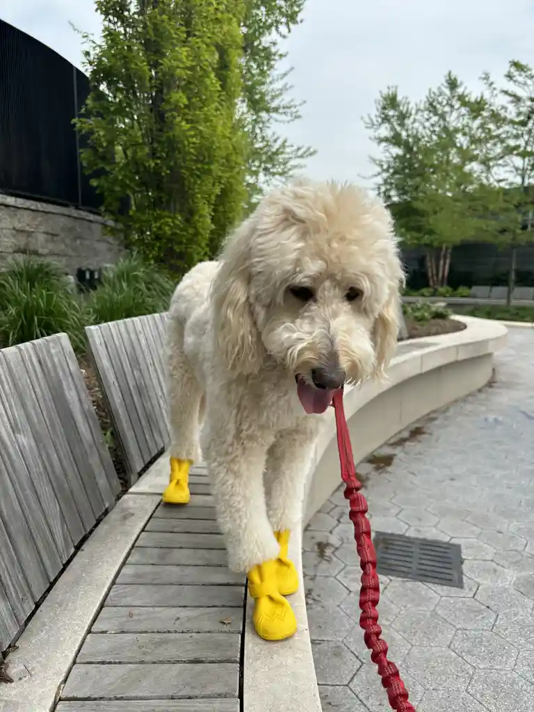 A fluffy white dog wearing bright yellow boots stands on a wooden bench outdoors, its tongue out and holding a red leash in…