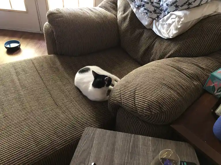 A black-and-white cat is curled up on a brown corduroy couch, appearing to be sleeping or resting. The couch has a blanket…