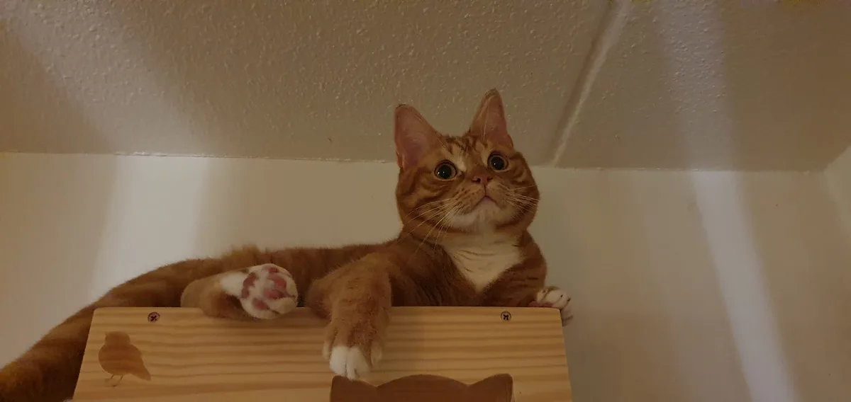An orange tabby cat with white paws lies on a wooden platform, looking upward with wide, startled eyes. The cat's body is…