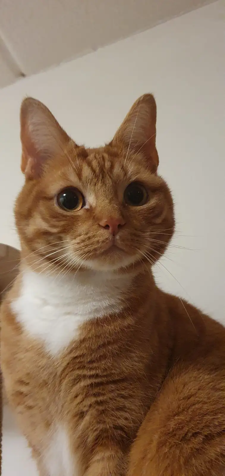 A close-up photo of an orange tabby cat with a white chest, looking directly at the camera with wide, startled eyes. The…