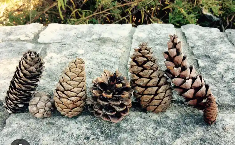 A row of six pine cones of varying sizes and shapes arranged on a gray stone surface, with green foliage in the background…