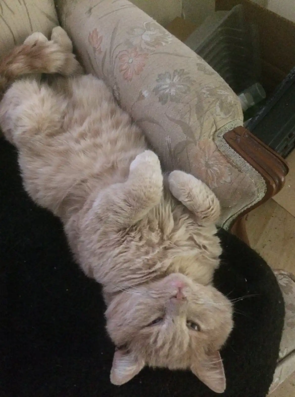 A fluffy orange tabby cat is lying on its back on a black blanket, with its paws up and eyes half-closed, appearing very…