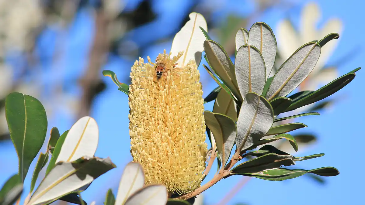 A close-up photograph shows a honeybee perched on the dense, cylindrical yellow flower of a banksia plant, surrounded by its…