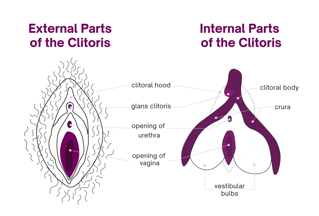 An educational anatomical diagram showing the external and internal parts of the clitoris, with labels pointing to…