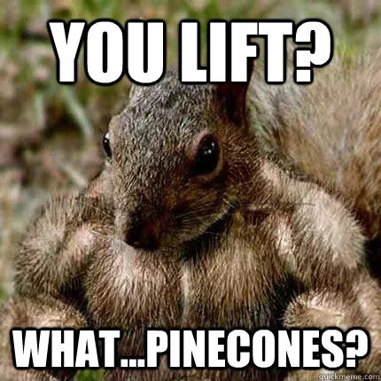 A squirrel is shown with exaggeratedly muscular arms, looking confused. The text overlaid on the image reads 'YOU LIFT?' at…
