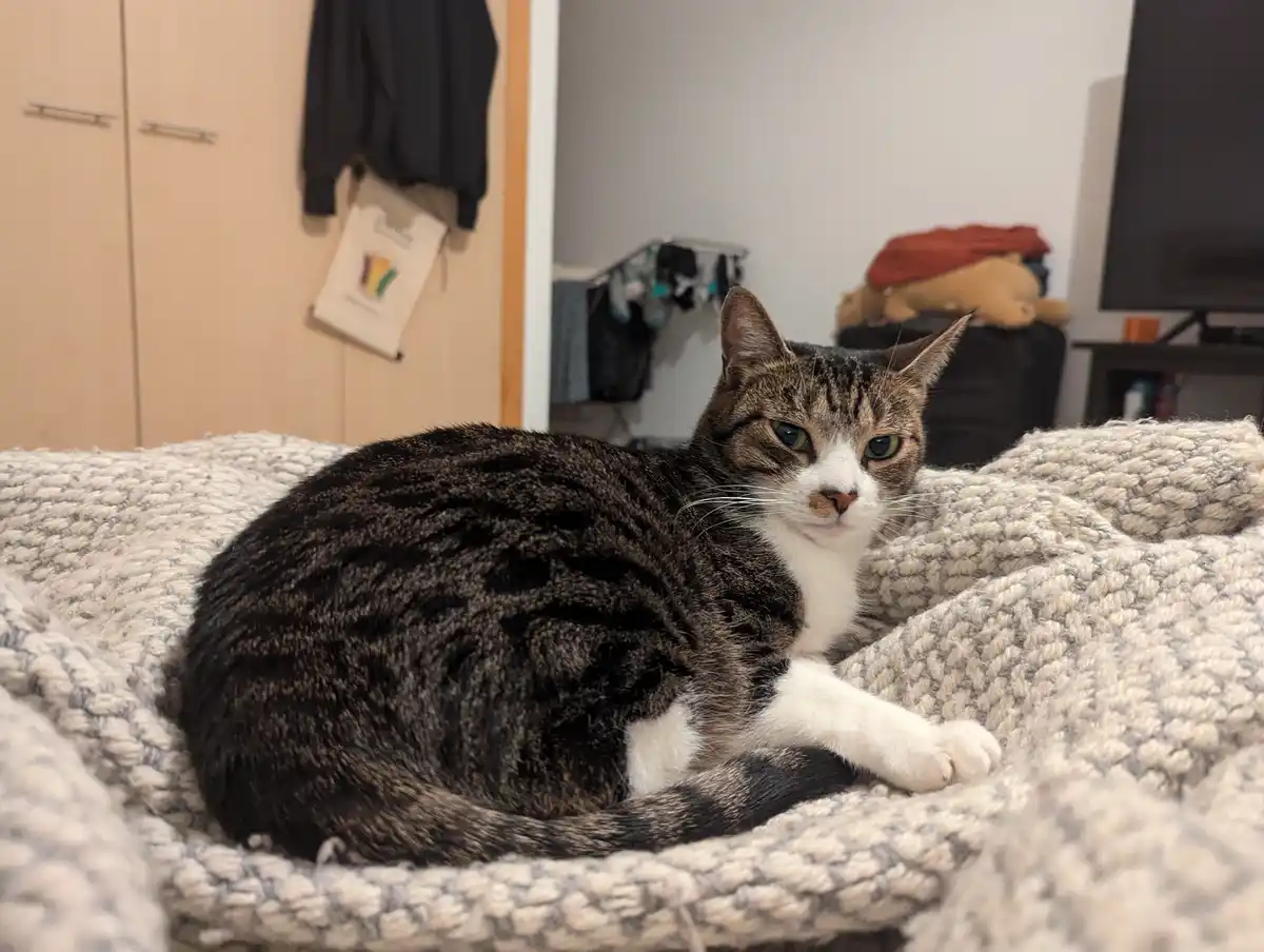 My Feline Soulmate: A Love Story