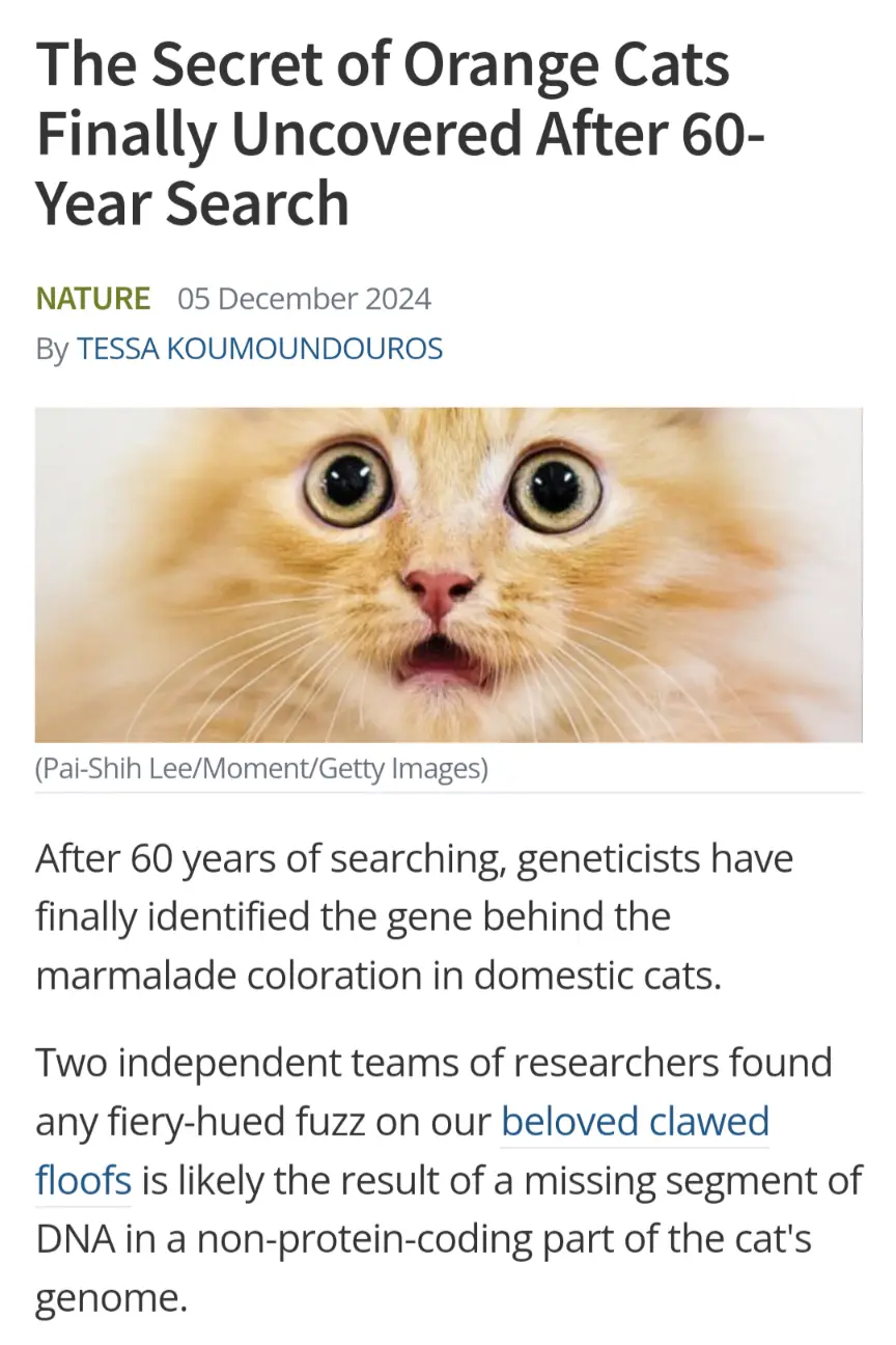 A meme featuring a close-up of a wide-eyed, fluffy orange cat with a shocked expression, overlaid with a fake 'Nature' news…