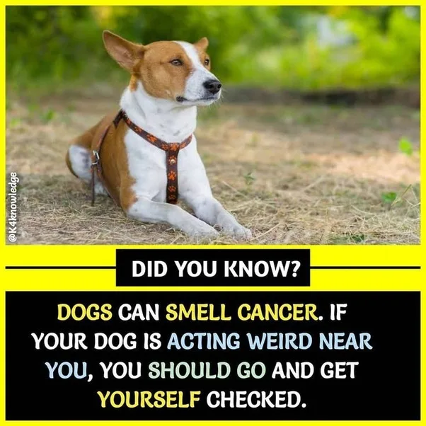 A brown and white dog wearing a harness sits on dry grass outdoors. Overlaid text in a black and yellow banner reads: 'DID…