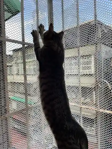 A tabby cat is seen from behind, stretching upward with its front paws against a white mesh screen, seemingly trying to…
