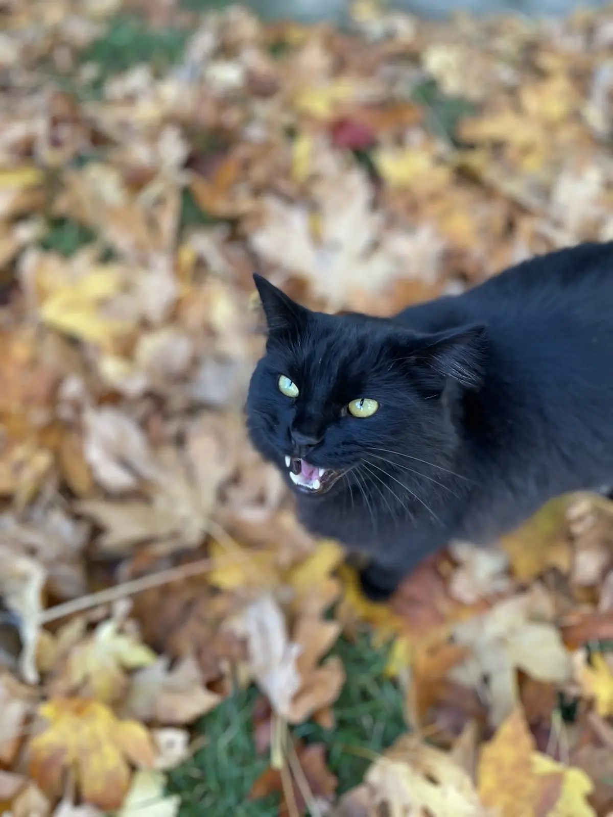 A black cat with glowing yellow eyes and bared teeth stares angrily upward from a bed of autumn leaves, conveying intense…