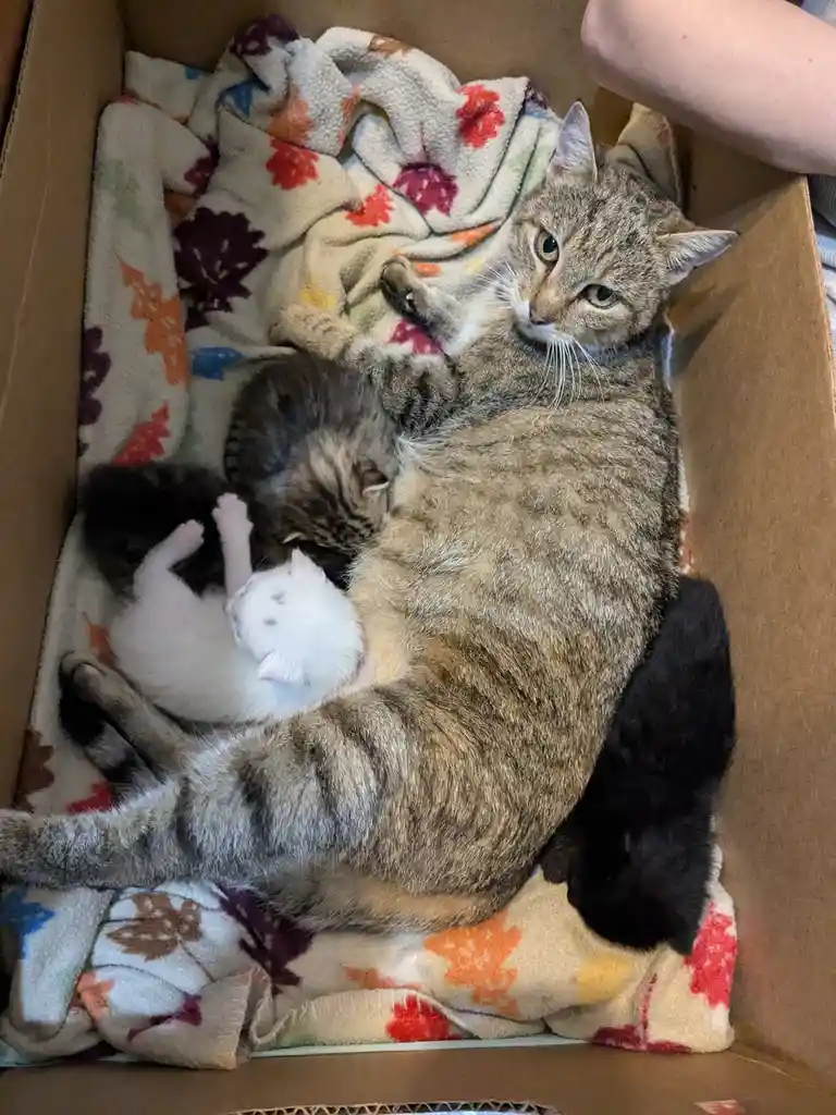 A tabby mother cat lies on her back in a cardboard box lined with a colorful leaf-patterned blanket, surrounded by several…