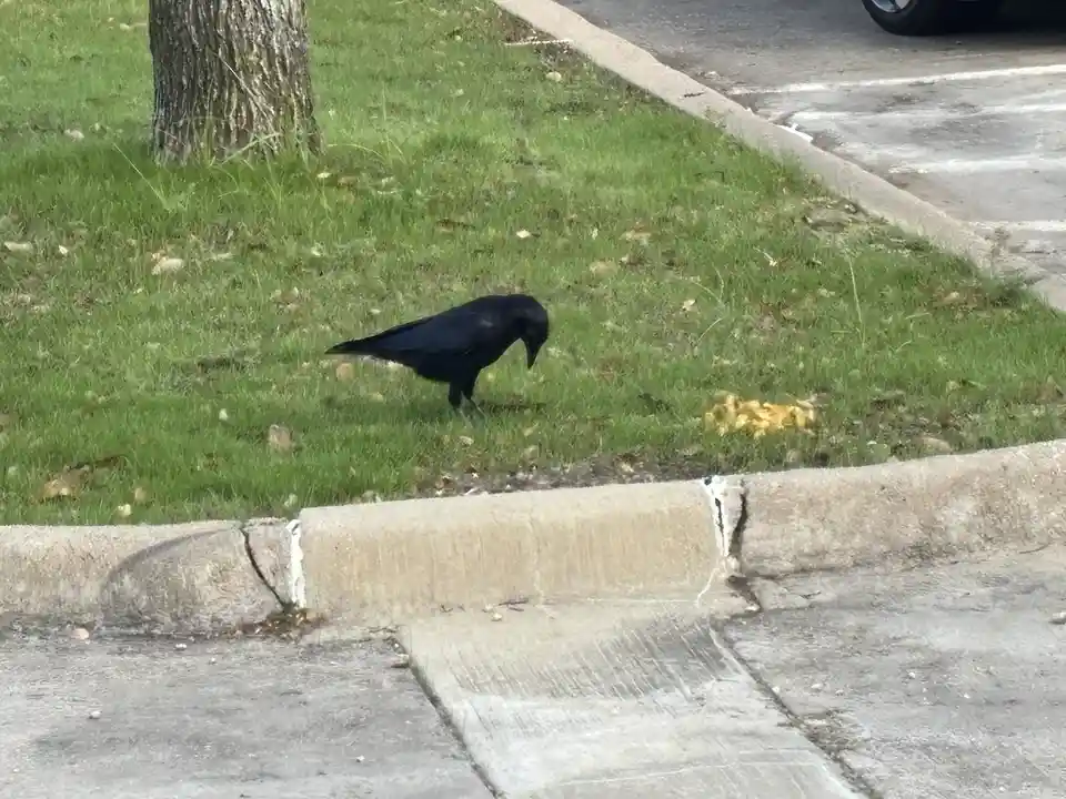 A black crow is seen pecking at the grass near a cracked concrete curb in a suburban setting, with a tree and a parking lot…