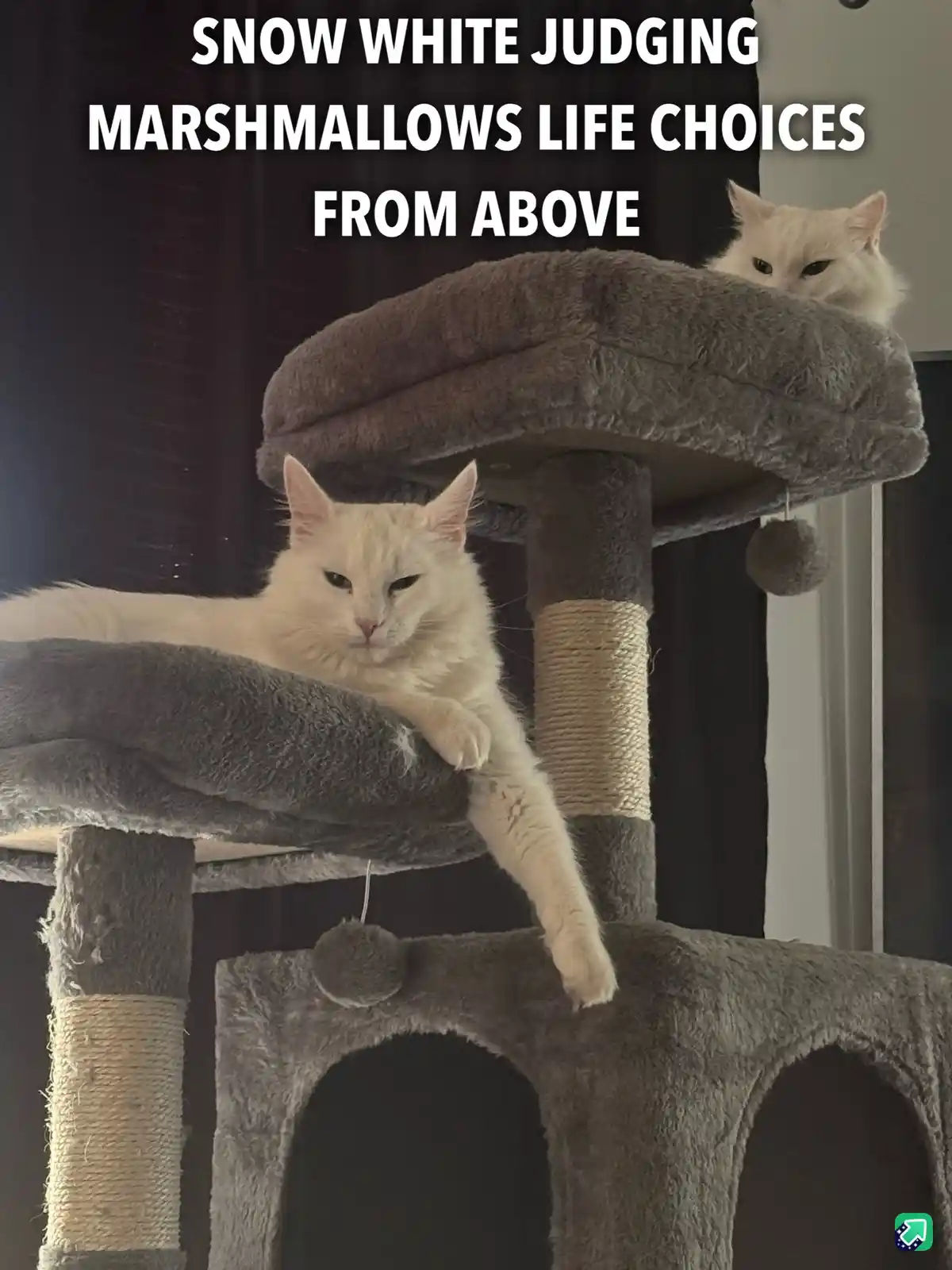 Two fluffy white cats are perched on different levels of a grey cat tree, looking down with stern, judgmental expressions…